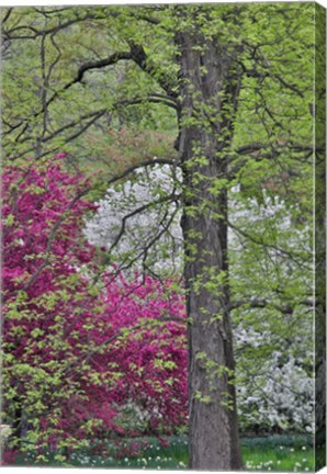 Framed Flowering Crabapple Trees, Chanticleer Garden, Pennsylvania Print
