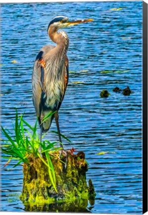 Framed Great Blue Heron, Juanita Bay Park, Kirkland, Washington State Print
