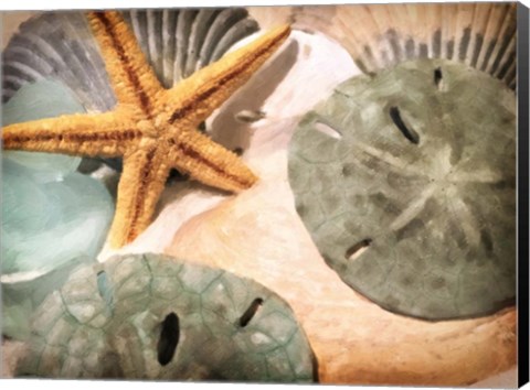 Framed Sand Dollars And Starfish Print