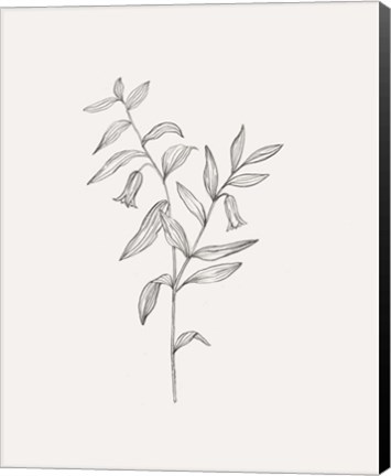 Framed Wild Foliage Sketch IV Print