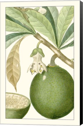 Framed Turpin Exotic Botanical VIII Print