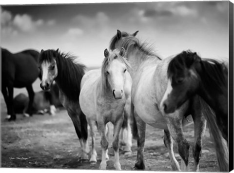Framed Black &amp; White Horses Print