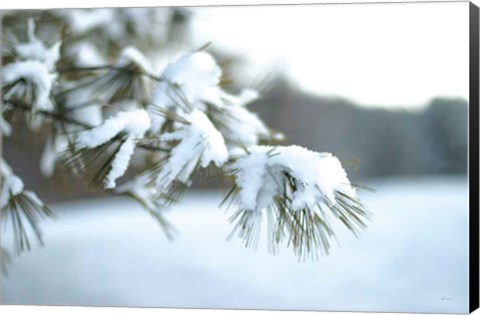 Framed Frosted White Pine Print