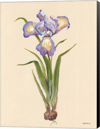 Framed Blue Iris Print