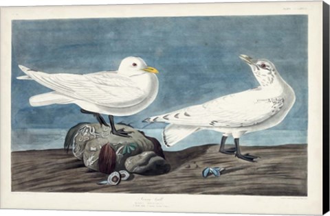 Framed Pl 287 Ivory Gull Print