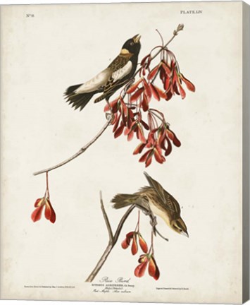 Framed Pl 54 Rice Bird Print