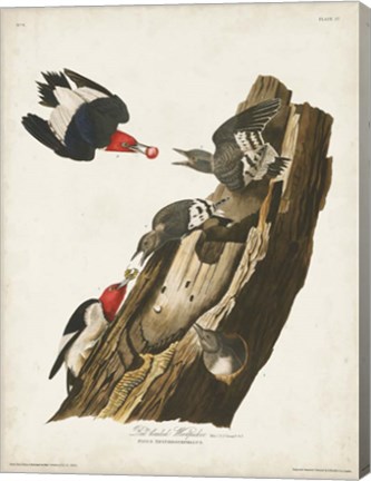 Framed Pl. 27 Red-headed Woodpecker Print