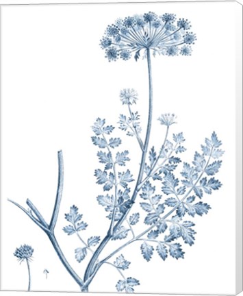 Framed Antique Botanical in Blue V Print