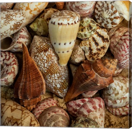 Framed Mini Conch Shells I Print