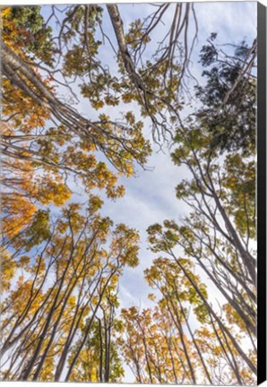 Framed Walton Trees In Autumn Print
