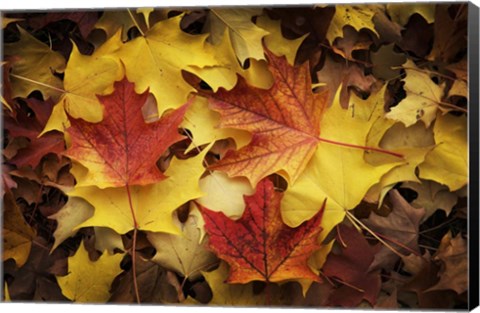 Framed Maples Leaves In Autumn Print