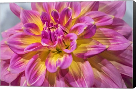 Framed Pink And Yellow Dahlia, Kidd&#39;s Climax Print