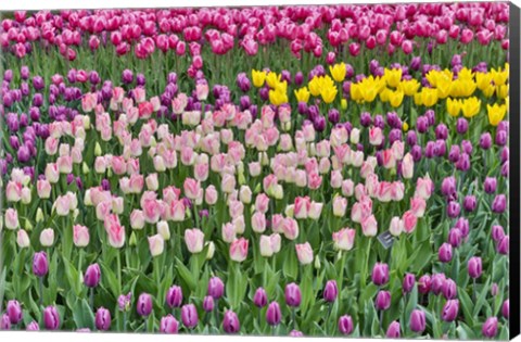 Framed Spring Tulip Garden In Full Bloom Print
