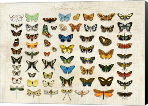 Framed Papillons du Monde, After D&#39;Orbigny Print