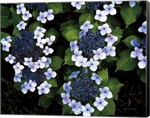 Framed Hydrangeas Opening Print