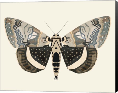 Framed Neutral Moth I Print