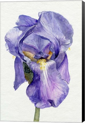 Framed Iris in Bloom II Print