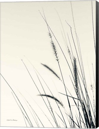 Framed Field Grasses II Print