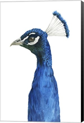 Framed Peacock Portrait II Print