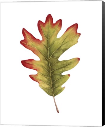 Framed Fall Leaf Study II Print