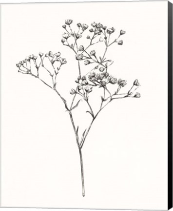 Framed Wild Bloom Sketch I Print