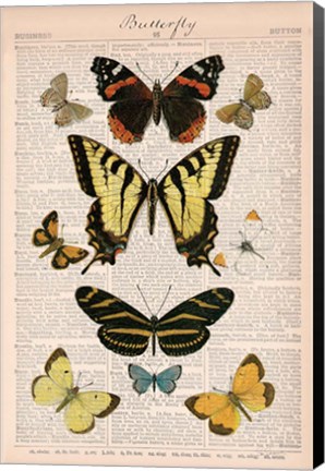 Framed American Butterflies I Print