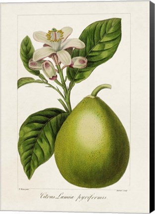 Framed Antique Citrus Fruit IV Print