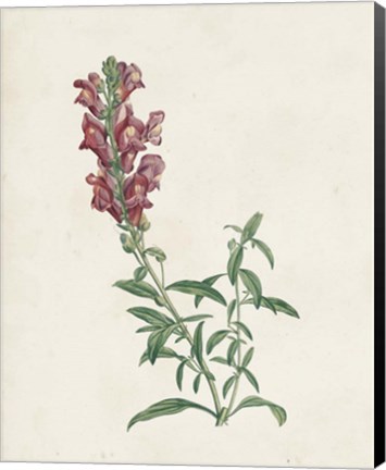 Framed Classic Botanicals IV Print