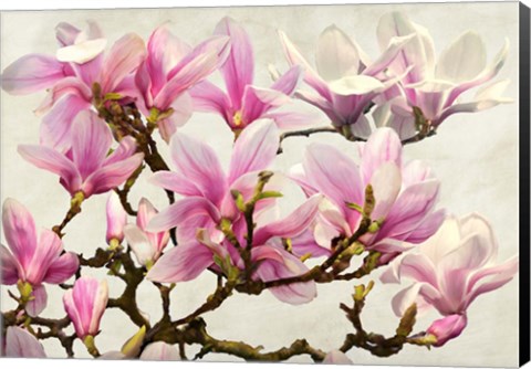 Framed Magnolia Branch (neutral) Print