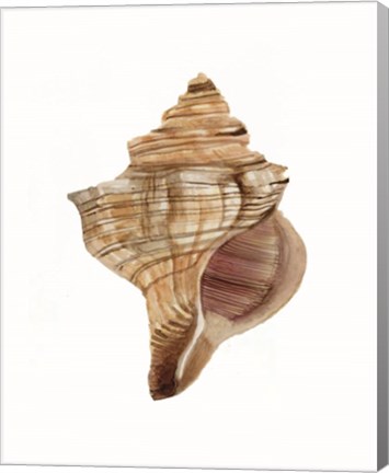 Framed Neutral Shell Collection 1 Print