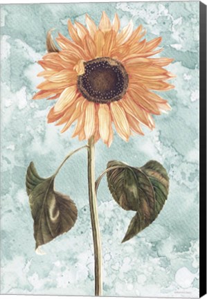 Framed Vintage Sunflower Print