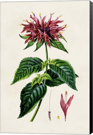 Framed Antique Floral Folio I Print