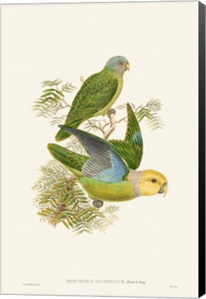Framed Lime &amp; Cerulean Parrots I Print