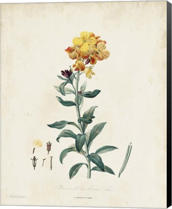 Framed Traditional Botanical III Print