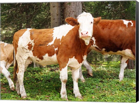 Framed Swiss Cows Print