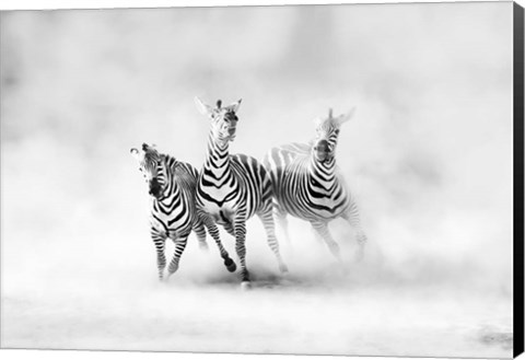 Framed Zebras Print