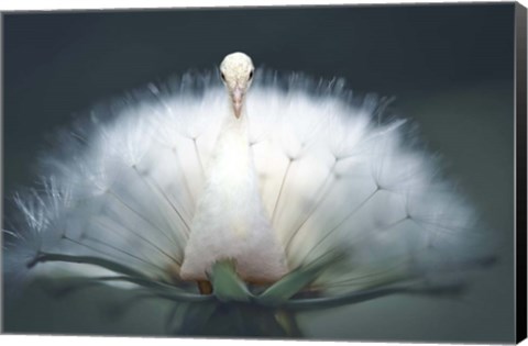 Framed Peacock Wish Print
