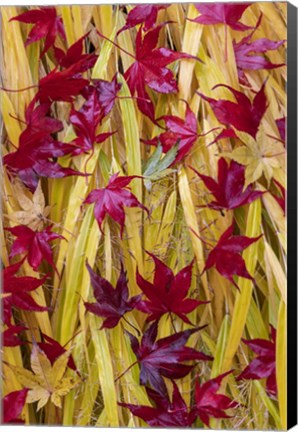 Framed Japanese Maple Leaves Fallen On Japanese Forest Grass Print