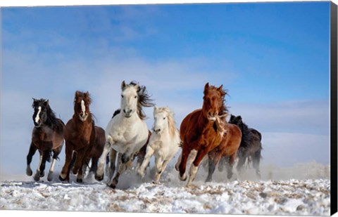 Framed Mongolia Horses Print