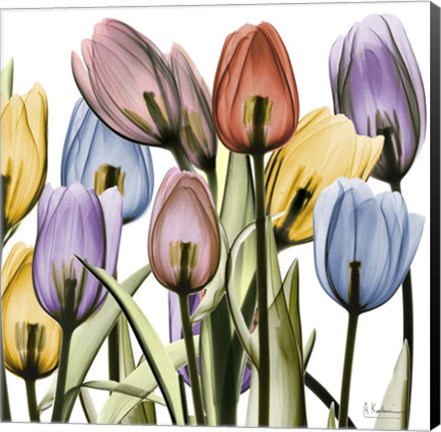 Framed Tulipscape Print