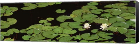 Framed High angle view of Water Lilies Print