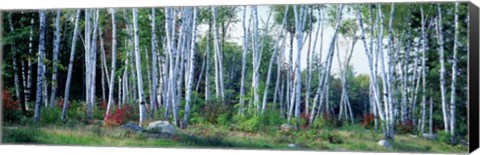 Framed Downy birch trees in a forest, New Hampshire Print