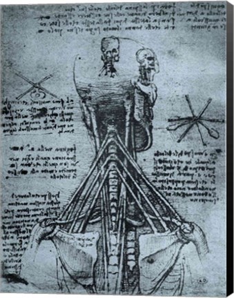 Framed Bone Structure of the Human Neck and Shoulder Print