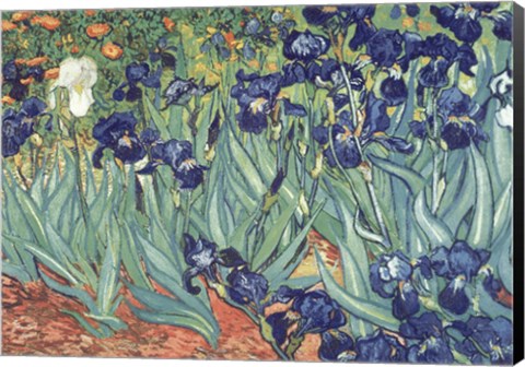 Framed Irises in the Garden Print