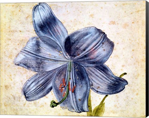 Framed Study of a lily, 1526 Print