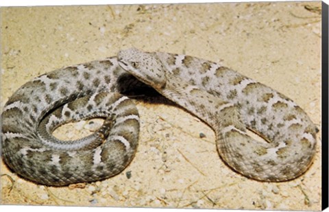Framed Mexican Ridged Nose Rattlesnake Print