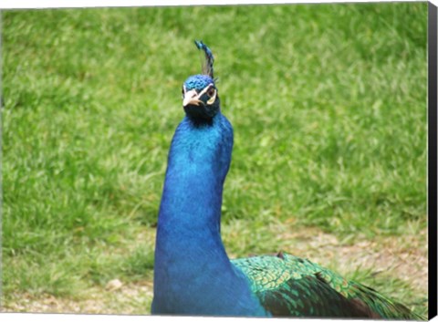 Framed Peacock Closeup of Head Print