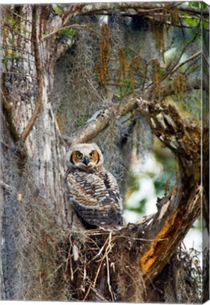 Framed Great Horned Owl in a Tree Print