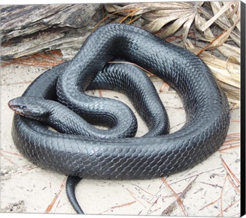 Framed Eastern Indigo Snake Print