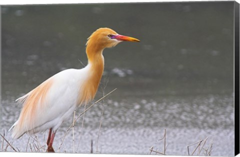 Framed Red-Flush Cattle Egret Print